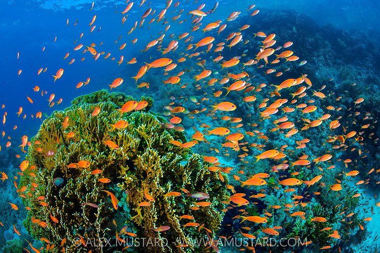 A vibrant Red Sea reef scene, with orange female scalefin anthias (Pseudanthias squamipinnis) swarming in front of fire coral (Millepora dichotoma) feeding on plankton brought to the reef by currents. Ras Mohammed National Park, Sinai, Egypt. Red Sea.
