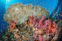 Thriving Reef Life, Egypt