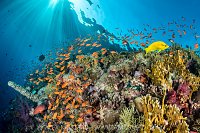 Reef Scene At Dawn, Egypt