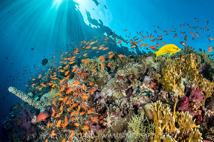 Reef Scene At Dawn, Egypt