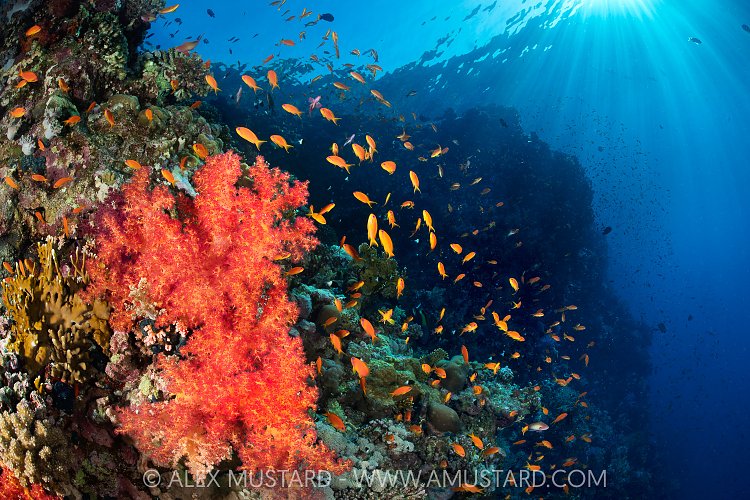Reef At Dawn, Egypt