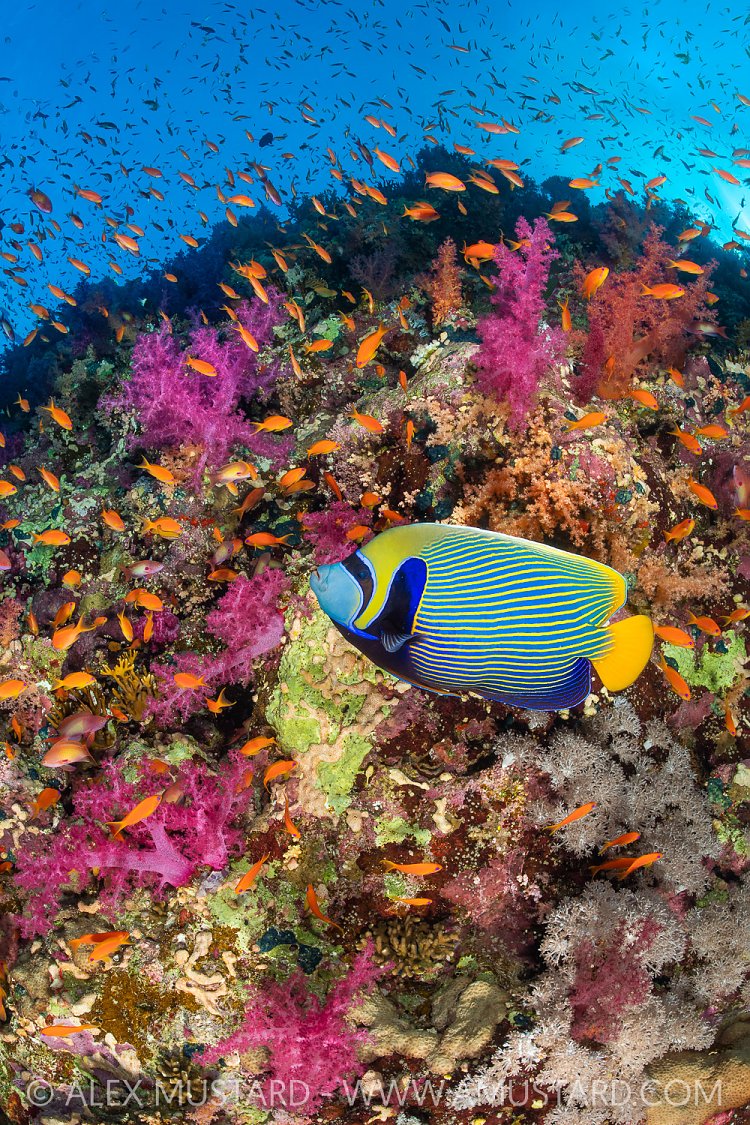 Emperor Of The Reef, Egypt