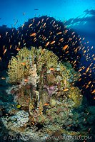 Anthias And Fire Coral, Egypt