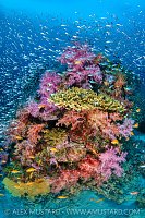 Colourful Coral Reef Scene, Thailand