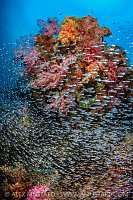 Colourful Coral Reef Scene, Thailand