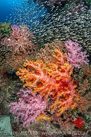 Colourful Coral Reef Scene, Thailand