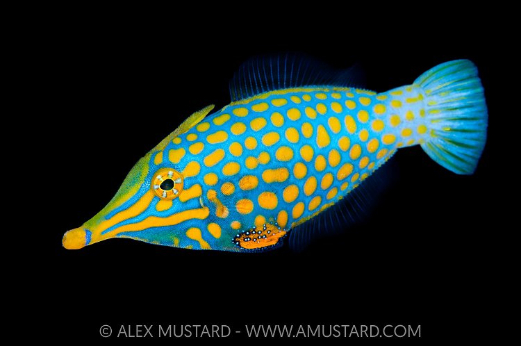 Harlequin Filefish, Thailand