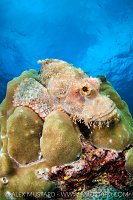 Tassled Scorpionfish On Coral, Thailand