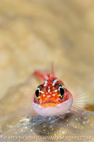 Colourful Triplefin, Thailand