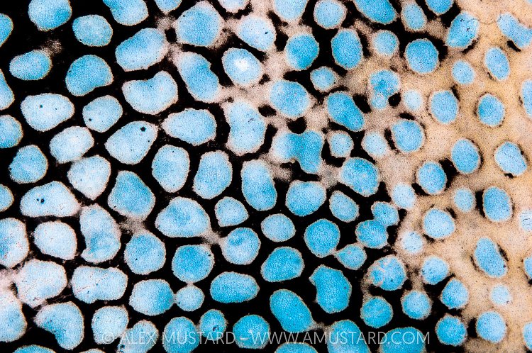 Puffer Skin, Thailand