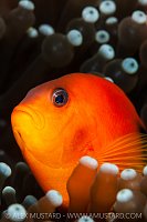 Saddleback Anemonefish Portrait, Thailand