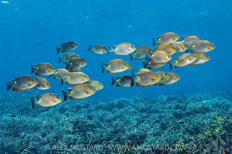 Rabbitfish School Over Corals, Thailand