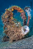 Hairy Frogfish, Indonesia