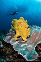 Giant Frogfish And Diver, Indonesia