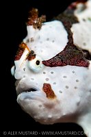 White Warty Frogfish, Indonesia
