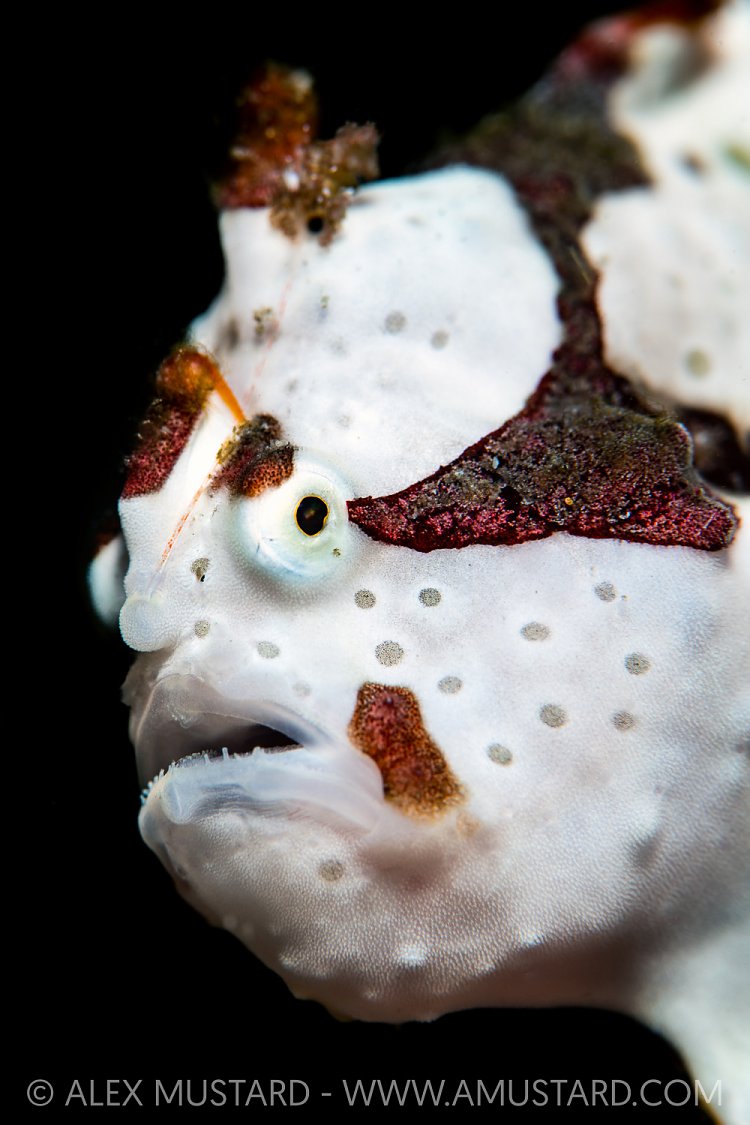 White Warty Frogfish, Indonesia
