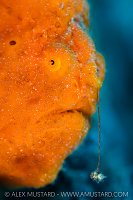 Fishing Frogfish, Indonesia