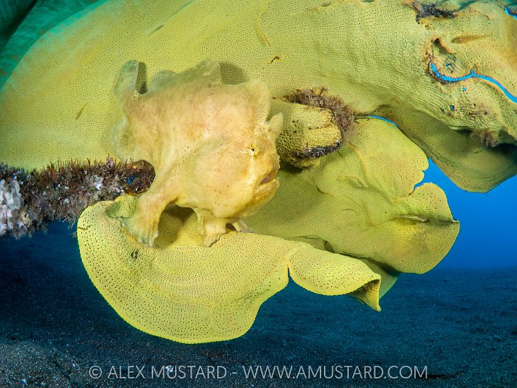 Hidden Danger, Indonesia