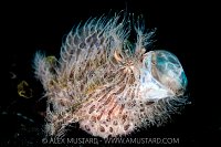 Hairy Frogfish Yawns, Indonesia
