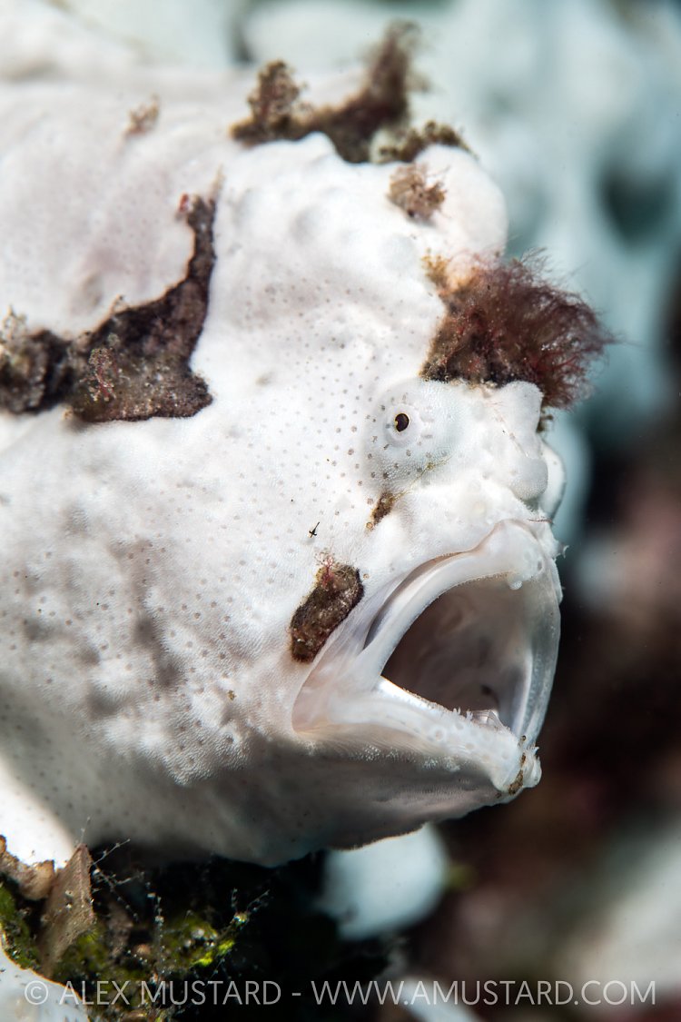 White Frogfish, Indonesia