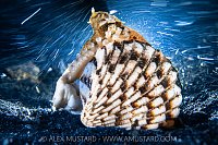 Veined Octopus At Night, Indonesia