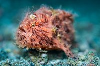 Hairy Frogfish, Indonesia