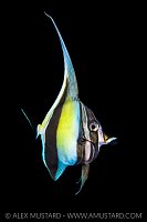 Post Larval Moorish Idol, Indonesia