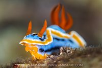 Nudibranch On Reef, Indonesia