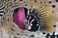 Shrimps Clean Pufferfish Gills, Indonesia