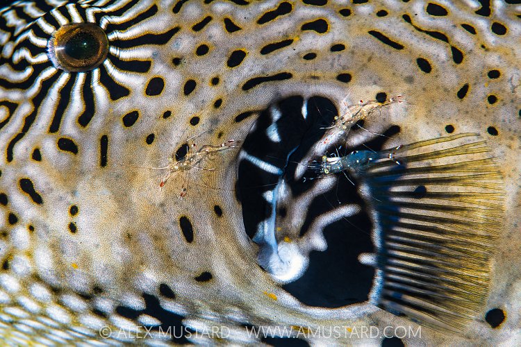Shrimps Clean Pufferfish, Indonesia