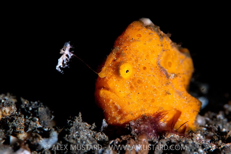 Fishing Frogfish, Indonesia