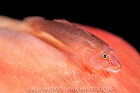 Goby On Soft Coral, Indonesia