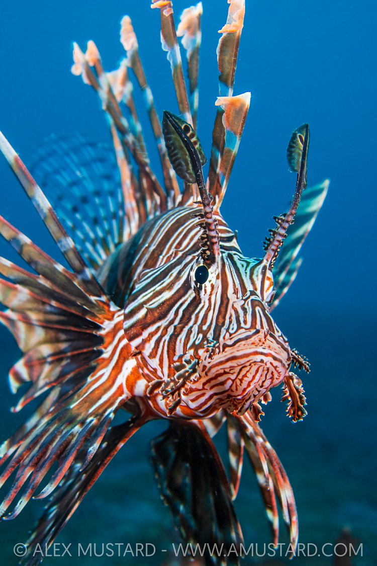 Lionfish Portrait, Indonesia