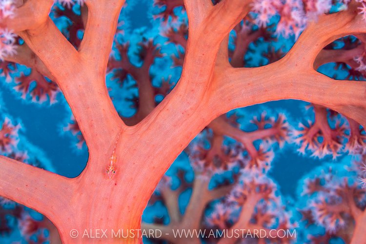 Goby On Soft Coral, Indonesia