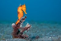 Orange common Seahorse, Indonesia