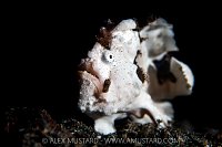 Warts And All, Indonesia