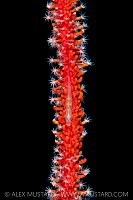 Whip Goby, Indonesia