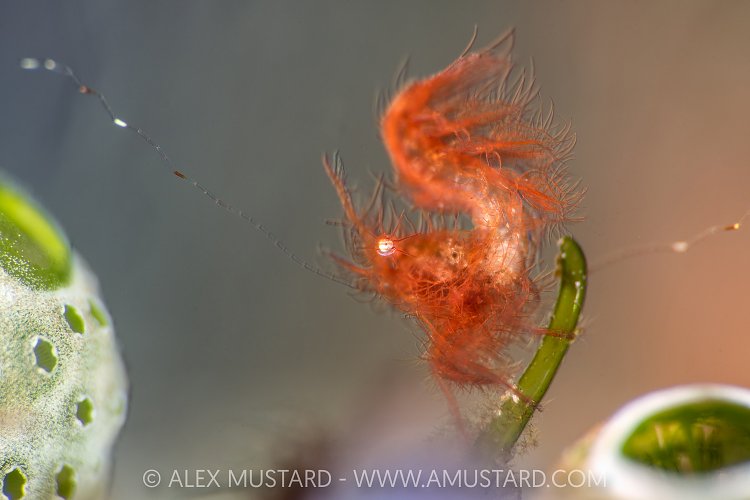 Red Hairy Shrimp, Indonesia