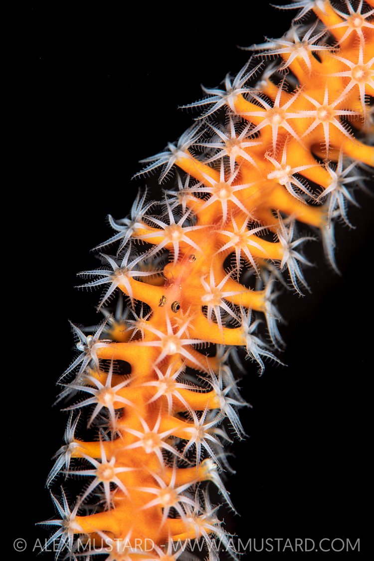 Goby On Coral, Indonesia