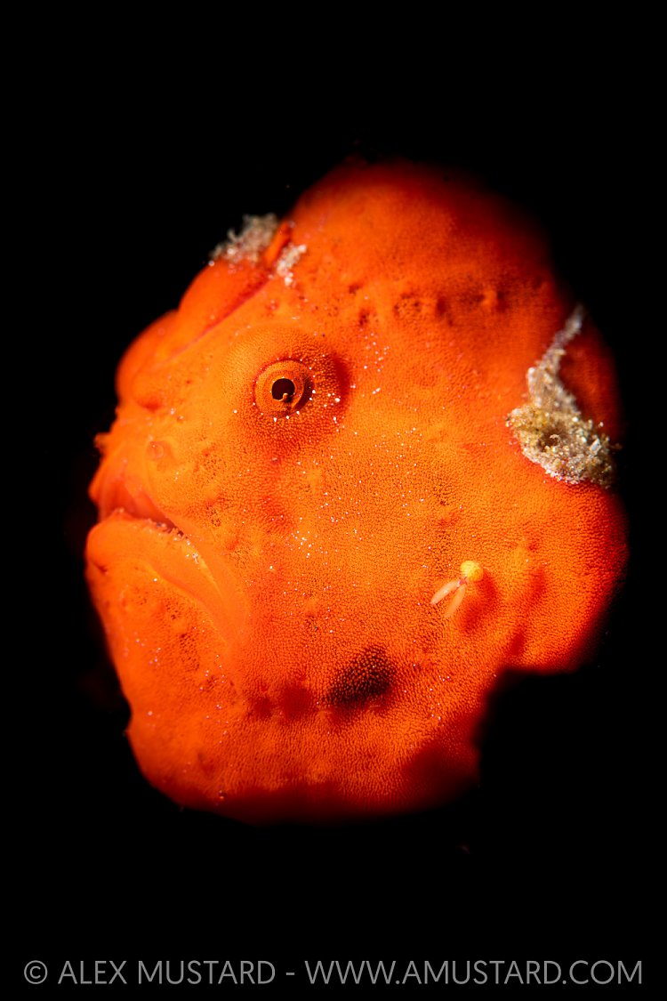 Red Painted Frogfish, Indonesia