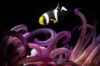 Anemonefish Over Tentacles, Indonesia