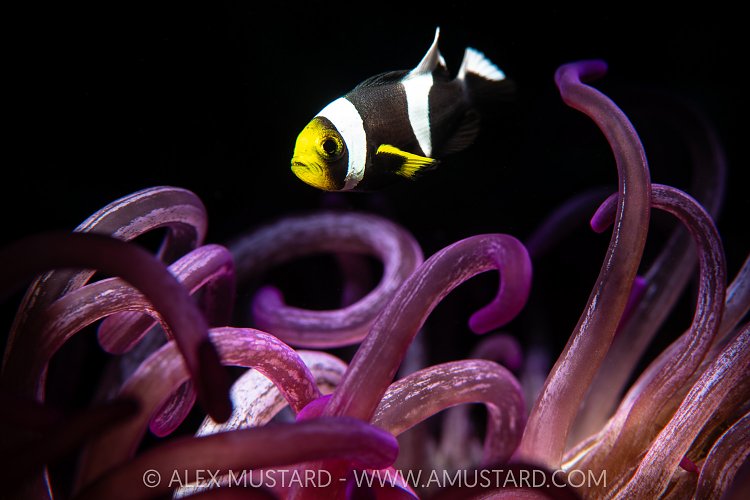 Anemonefish Over Tentacles, Indonesia