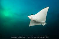 Eagle Ray Portrait, Maldives