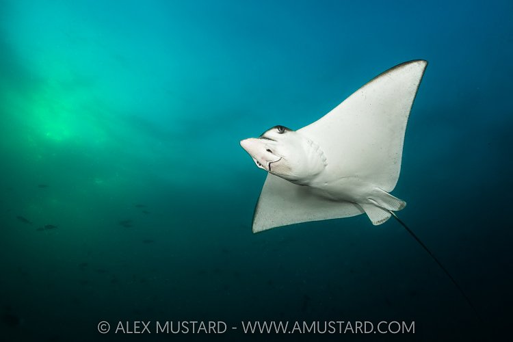 Eagle Ray Portrait, Maldives