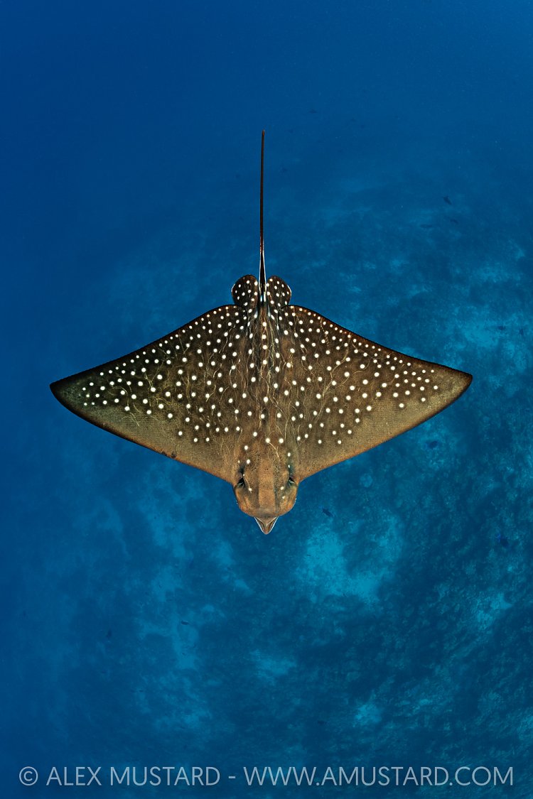 Eagle Ray Portrait, Maldives