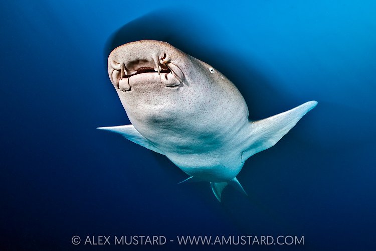 Nurse Shark At Dusk, Maldives