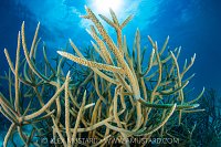 Bottlenose Dolphins, Maldives