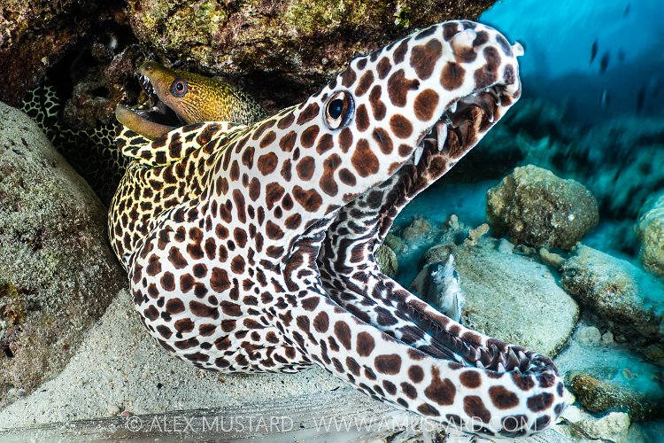 Cohabiting Eels, Maldives