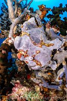 Giant Frogfish, Maldives