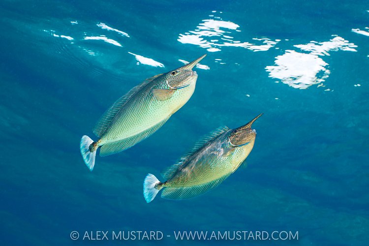 Unicornfish Displaying, Maldives